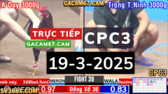 Đá Gà Trực Tiếp1 – Clip THOMO Bình Luận Viên [CPC3] 19/3